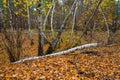 Small birch grove covered by red dry leaves