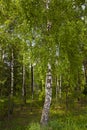 Small birch grove