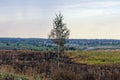 A small birch stands on a burnt field against the sky Royalty Free Stock Photo