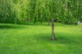 Small birch tree in the garden