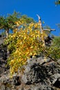 Birch tree growing on a rock