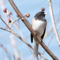 Small Bird Royalty Free Stock Photo