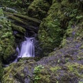 Small Bird Admires Waterfall