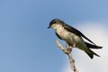 Small bird against blue sky