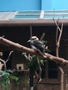 Small bird from Australian and Hongkong Royalty Free Stock Photo