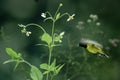 Beautiful Small Birds and Wild Flowers