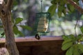 Small bird with black head hangs from bird feeder Royalty Free Stock Photo