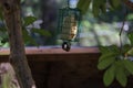 Small bird with black head hangs from bird feeder Royalty Free Stock Photo