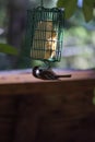 Small bird with black head hangs from bird feeder Royalty Free Stock Photo