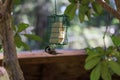 Small bird with black head hangs from bird feeder upside down Royalty Free Stock Photo
