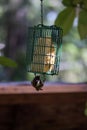 Small bird with black head hangs from bird feeder upside down Royalty Free Stock Photo