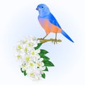 Small bird Bluebird thrush and white rhododendron watercolor spring background vintage vector illustration editable hand draw