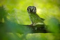 Small bird Boreal owl, Aegolius funereus, sitting on branch with clear green forest background, animal in the nature habitat, Swed