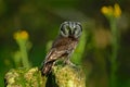 Small bird Boreal owl, Aegolius funereus, sitting on larch stone with clear green forest background and yellow flowers, animal in Royalty Free Stock Photo