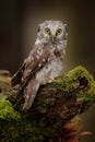 Small bird Boreal owl, Aegolius funereus, sitting on the stone with clear green forest in background and yellow flowers, animal in Royalty Free Stock Photo