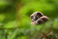 Small bird Boreal owl, Aegolius funereus, sitting on the tree branch in green forest background, young, baby, cub, calf, pup, Swed