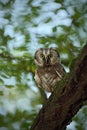 Small bird Boreal owl, Aegolius funereus, sitting on the tree branch in nece green forest background Royalty Free Stock Photo