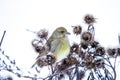 Small bird on a branch in winter Royalty Free Stock Photo