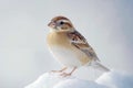 A small bird sitting on top of a snow covered ground Royalty Free Stock Photo