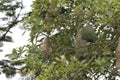 The small bird is build the nest bird on tree in nature at thailand Royalty Free Stock Photo