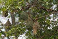 The small bird is build the nest bird on tree in nature at thailand Royalty Free Stock Photo