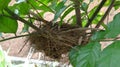 A small bird built its nest on a small fruit tree I planted Royalty Free Stock Photo