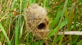 bird built the nest in a piece of grass