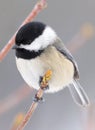 Small Bird Called A Black Capped Chickadee Sitting On A Tree Branch Royalty Free Stock Photo