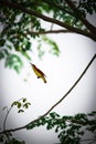 The small Bird catching insect Royalty Free Stock Photo