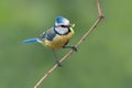 Small bird with caterpillar Royalty Free Stock Photo