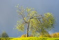 Small bird cherry tree in bright sunshine on moody blue sky