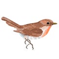 Small bird warbler Sylvia curruca low-polygon vector illustration editable hand draw