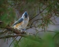 Tufted Titmouse