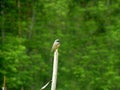 Small Bird Common Redstart Sitting on Top of Pole