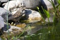 Small bird drinking