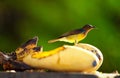 Small bird eating yellow mango fruit on tree Royalty Free Stock Photo