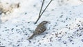 Small bird Eurasian or Common Treecreeper, Certhia familiaris, close-up portrait on snow, selective focus, shallow DOF Royalty Free Stock Photo