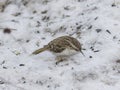 Small bird Eurasian or Common Treecreeper, Certhia familiaris, close-up portrait on snow, selective focus, shallow DOF Royalty Free Stock Photo