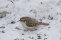 Small bird Eurasian or Common Treecreeper, Certhia familiaris, close-up portrait on snow, selective focus, shallow DOF Royalty Free Stock Photo