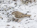 Small bird Eurasian or Common Treecreeper, Certhia familiaris, close-up portrait on snow, selective focus, shallow DOF Royalty Free Stock Photo