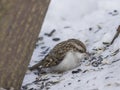 Small bird Eurasian or Common Treecreeper, Certhia familiaris, close-up portrait on snow under tree Royalty Free Stock Photo