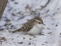 Small bird Eurasian or Common Treecreeper, Certhia familiaris, close-up portrait on snow under tree Royalty Free Stock Photo