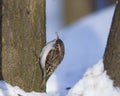 Small bird Eurasian or Common Treecreeper, Certhia familiaris, close-up portrait on tree with bokeh background Royalty Free Stock Photo