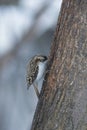 Small bird Eurasian or Common Treecreeper, Certhia familiaris, close-up portrait on tree with bokeh background Royalty Free Stock Photo