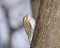 Small bird Eurasian or Common Treecreeper, Certhia familiaris, close-up portrait on tree with bokeh background Royalty Free Stock Photo