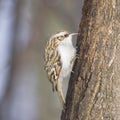 Small bird Eurasian or Common Treecreeper, Certhia familiaris, close-up portrait on tree with bokeh background Royalty Free Stock Photo