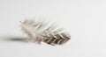 A small bird feather lies on a white surface. The feather is predominantly brown with a Royalty Free Stock Photo