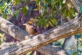 small bird Flame-colored Tanager Piranga bidentata yellow female on a branch in San Gerardo de Dota, Wildlife and Royalty Free Stock Photo