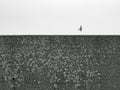 A small bird flies over a big wall to freedom