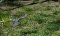 Small bird in flight